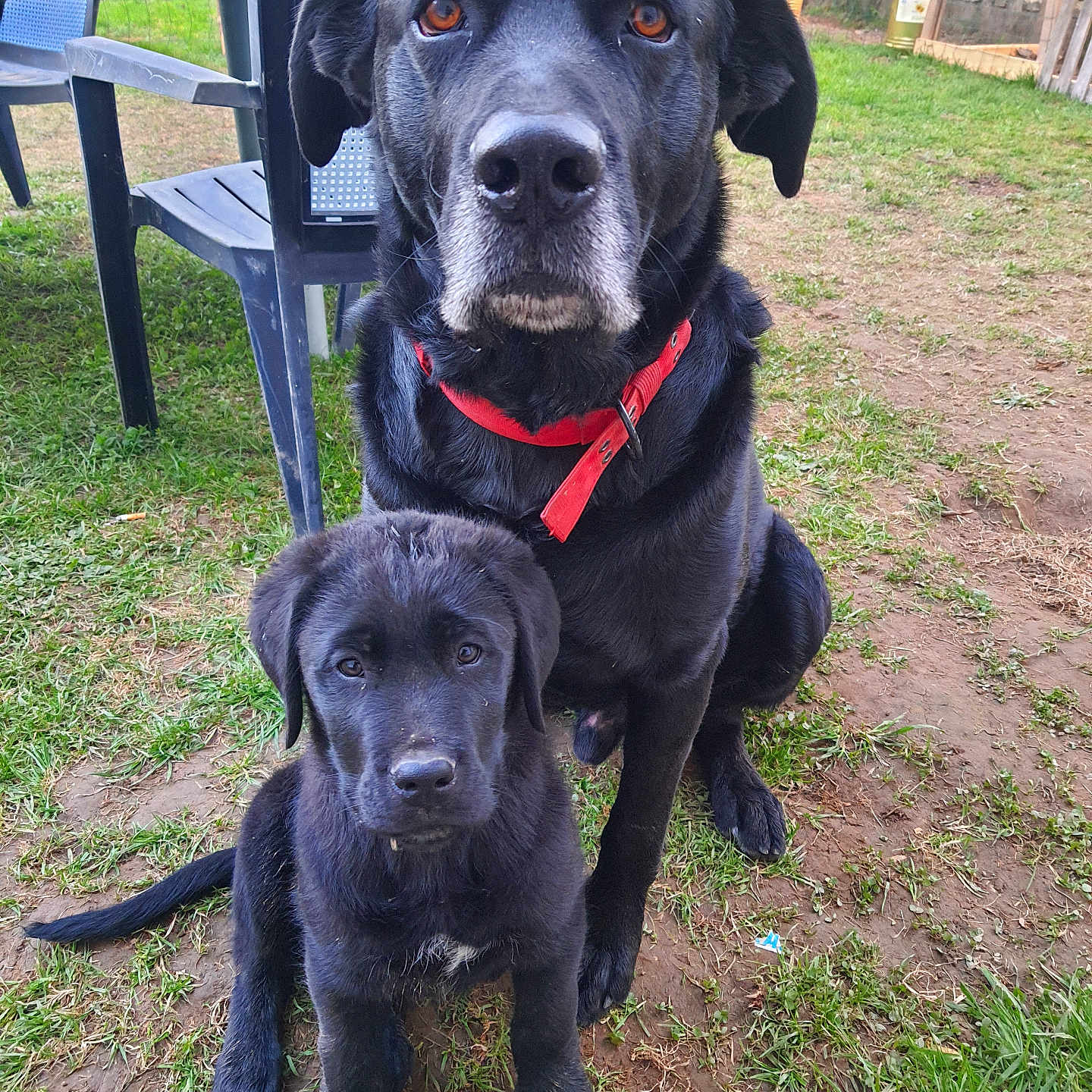 Rebel Et Balto a rejoint le concours — aidez-le/la à gagner de superbes lots ! dog, puppy, black_dog, outdoor, grass, collar, pet, animal, canine, backyard, fence, chair, plastic_chair, sitting, portrait, young_dog, old_dog, nature, domestic_animal, cute