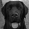 dog, black_dog, tongue_out, close_up, pet, animal, outdoor, tree, window, fur, happy, portrait, canine, nature, grass, sitting, face, tongue, black_and_white, friendly