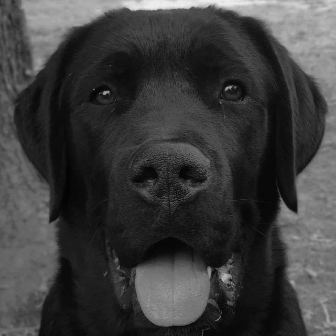 Balto participe au concours pour gagner de l'argent avec cette photo : dog, black_dog, tongue_out, close_up, pet, animal, outdoor, tree, window, fur, happy, portrait, canine, nature, grass, sitting, face, tongue, black_and_white, friendly