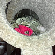 Beau is registered to the contest to win money with this photo: animal, carpeted_tunnel, cat, couch, cozy, domestic, furniture, household, indoor, living_room, paw, pet, playful, red_fabric, relaxed, sleeping, tabby_cat, toy, whiskers, window