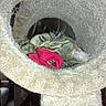 animal, carpeted_tunnel, cat, couch, cozy, domestic, furniture, household, indoor, living_room, paw, pet, playful, red_fabric, relaxed, sleeping, tabby_cat, toy, whiskers, window