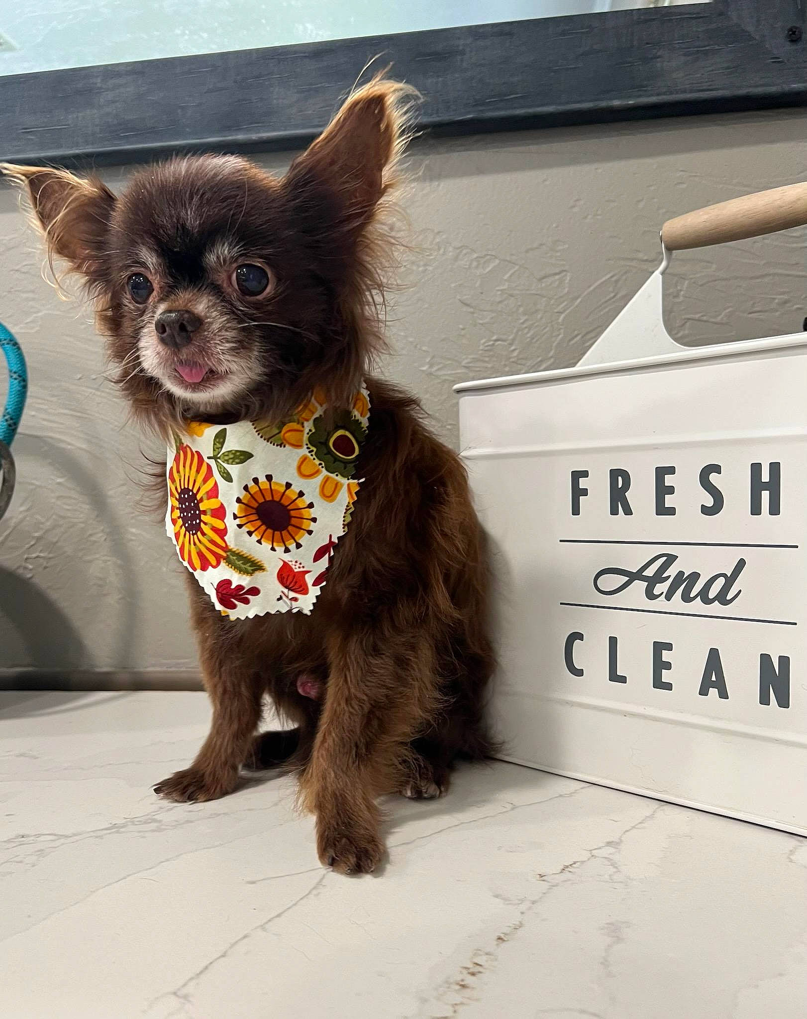 Gizmo joined the competition — help win amazing prizes! canidae, carnivore, companion_dog, costume, dog, dog_breed, dog_supply, fawn, fictional_character, fur, liver, logo, mythical_creature, snout, sporting_group, street, tail, toy_dog, whiskers, working_animal