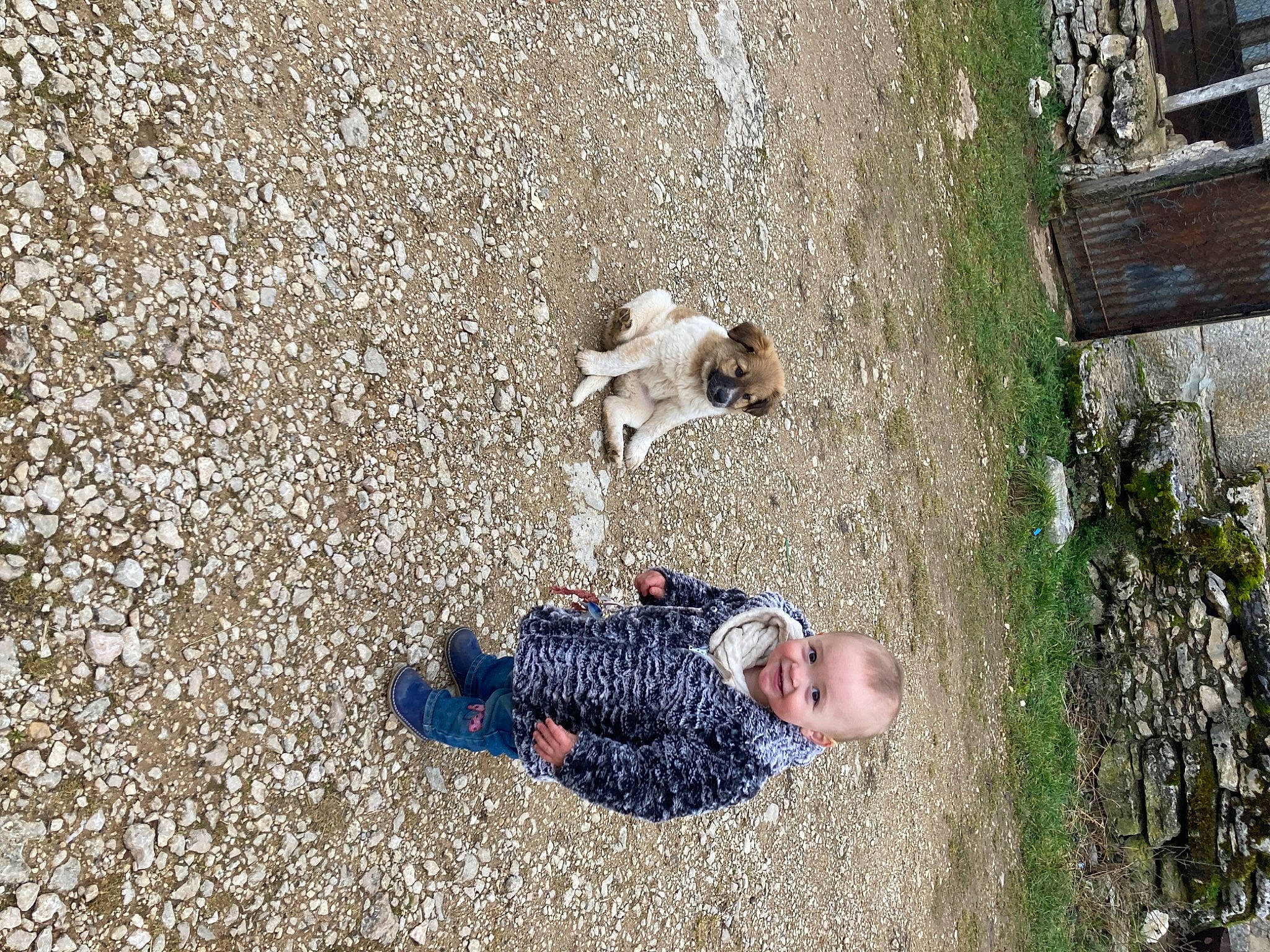 Adixia participe au concours pour gagner de l'argent avec cette photo : adventure, asphalt, carnivore, comfort, companion_dog, concrete, dog, dog_breed, fawn, fun, grass, joy, landscape, leisure, pattern, people_in_nature, person, plant, recreation, shadow