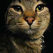 Rascal is registered to the contest to win money with this photo: animal, cat, close_up, collar, cute, dark_background, domestic_cat, face, feline, fur, indoor, looking_at_camera, mammal, pet, pink_nose, portrait, sharp_focus, tabby, whiskers, yellow_eyes