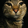 animal, cat, close_up, collar, cute, dark_background, domestic_cat, face, feline, fur, indoor, looking_at_camera, mammal, pet, pink_nose, portrait, sharp_focus, tabby, whiskers, yellow_eyes