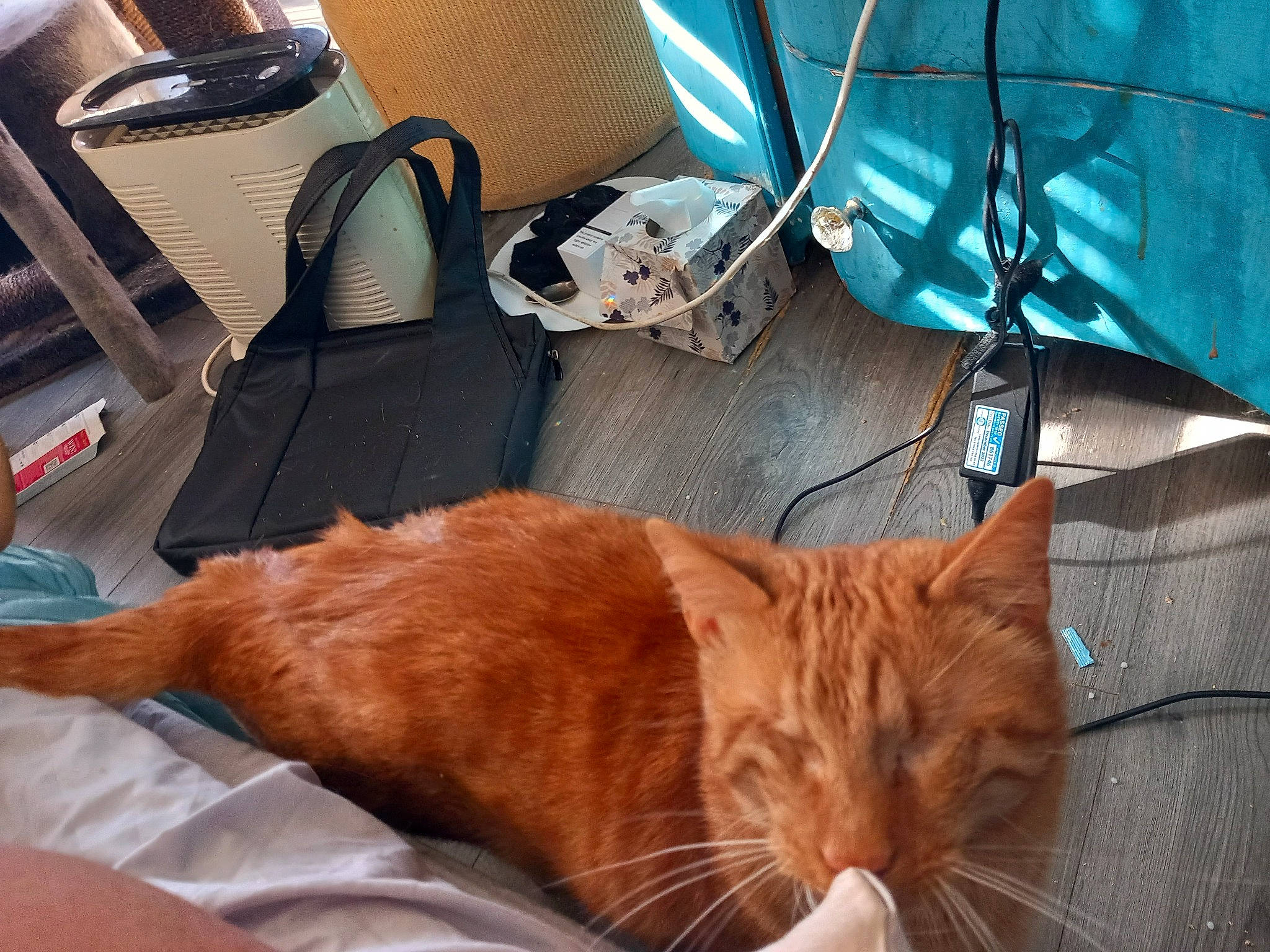 Haggis joined the competition — help win amazing prizes! bag, car_seat, carnivore, cat, comfort, domestic_short_haired_cat, fawn, felidae, fur, lap, luggage_and_bags, nap, room, small_to_medium_sized_cats, suitcase, tail, textile, vehicle_door, whiskers, wood