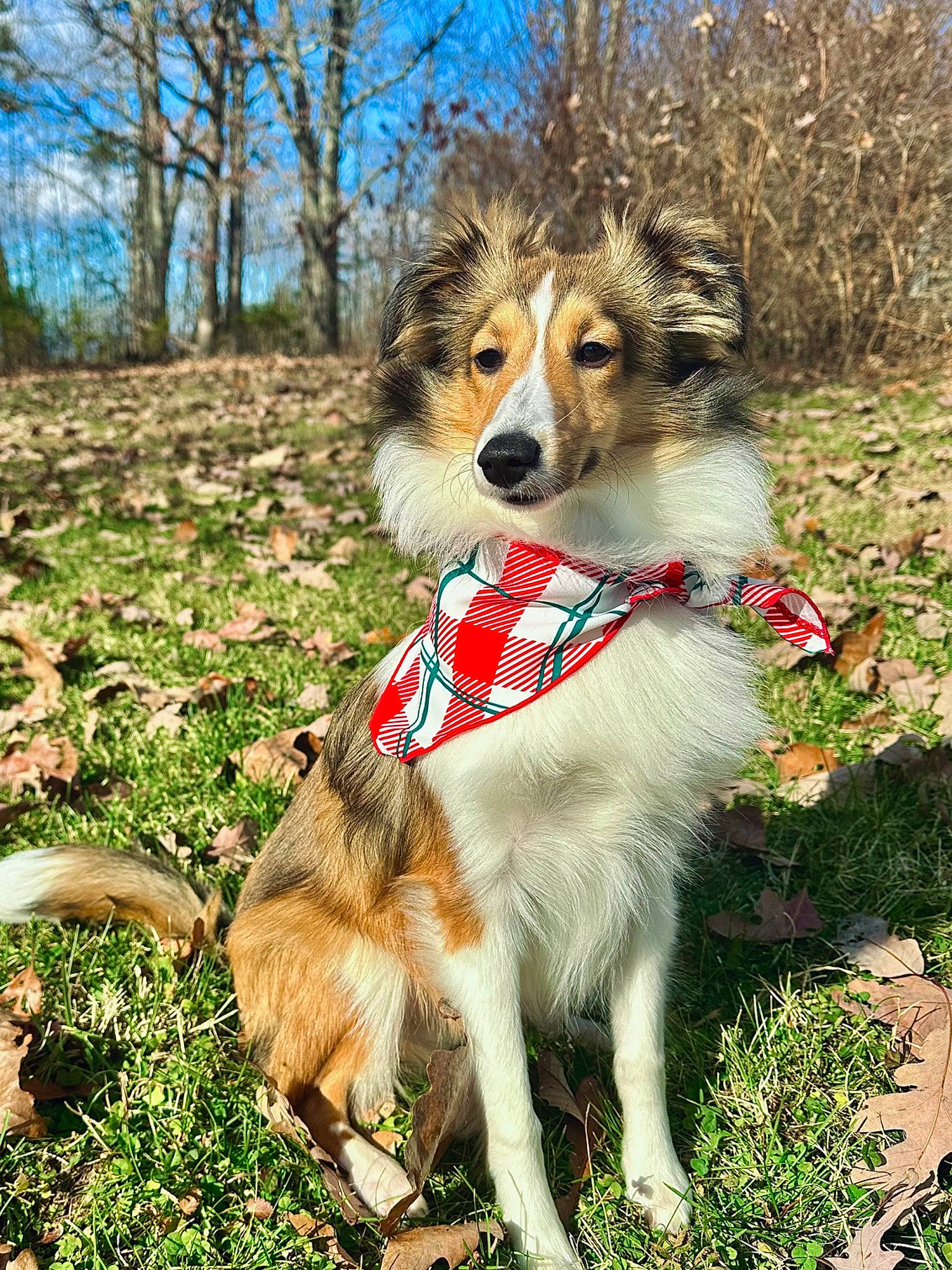 Weston joined the competition — help win amazing prizes! carnivore, collar, collie, companion_dog, dog, dog_breed, dog_clothes, dog_supply, fawn, grass, herding_dog, leash, plant, rough_collie, scotch_collie, shetland_sheepdog, silken_windhound, sporting_group, tail, tree