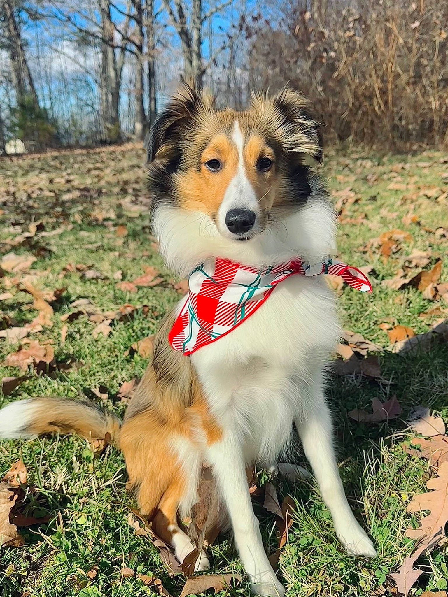 Weston joined the competition — help win amazing prizes! canidae, carnivore, collie, companion_dog, dog, dog_breed, fawn, fur, grass, herding_dog, plant, scotch_collie, shetland_sheepdog, sky, snout, sporting_group, tail, tree, working_animal, working_dog