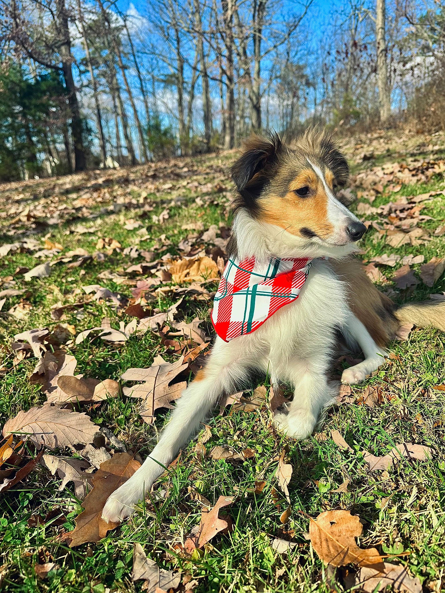 Weston is registered to the contest to win money with this photo: adventure, canidae, carnivore, companion_dog, dog, dog_breed, dog_supply, fawn, fur, grass, natural_landscape, plant, sky, snout, sporting_group, tail, terrestrial_animal, tree, wood, working_dog