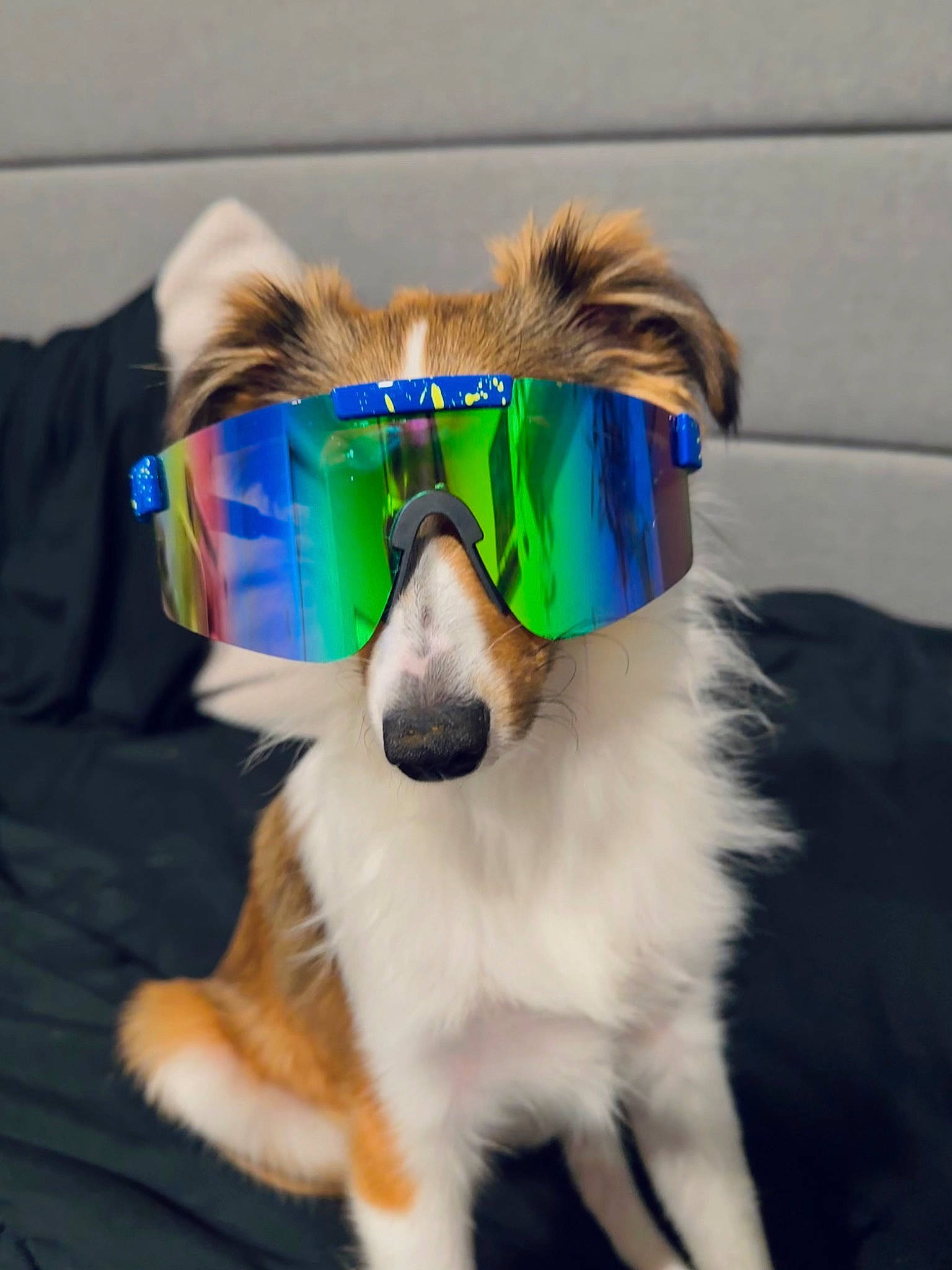 Weston joined the competition — help win amazing prizes! carnivore, collar, companion_dog, dog, dog_agility, dog_breed, dog_clothes, dog_collar, dog_supply, electric_blue, eyewear, glasses, goggles, personal_protective_equipment, pet_supply, snout, sunglasses, toy_dog, vision_care, whiskers