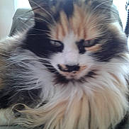 Kitty a rejoint le concours — aidez-le/la à gagner de superbes lots ! cat, fluffy, long_hair, multicolor, pet, animal, whiskers, ears, fur, close_up, indoor, relaxed, muzzle, face, cute, feline, domestic, sitting, portrait, soft