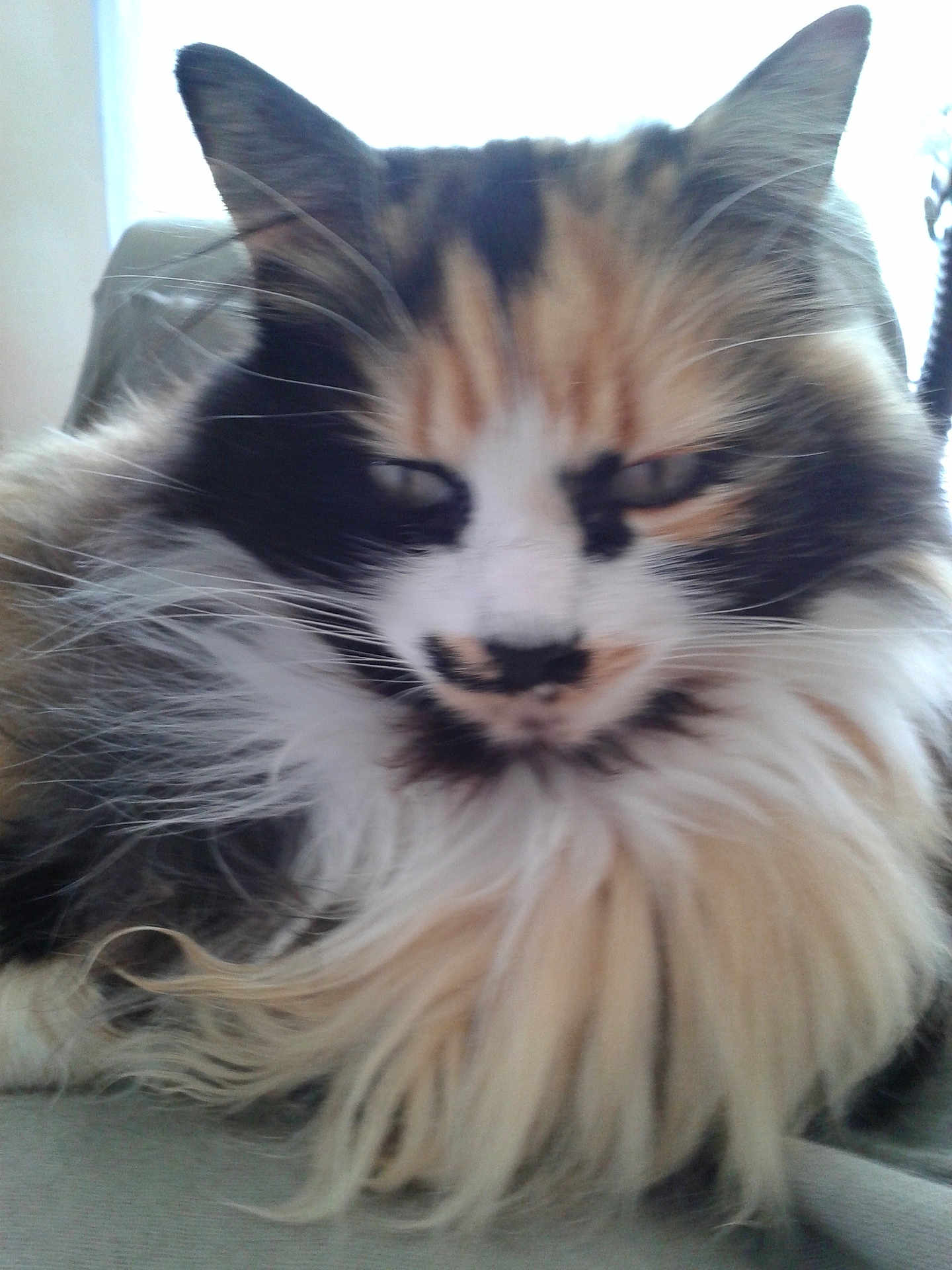 Kitty