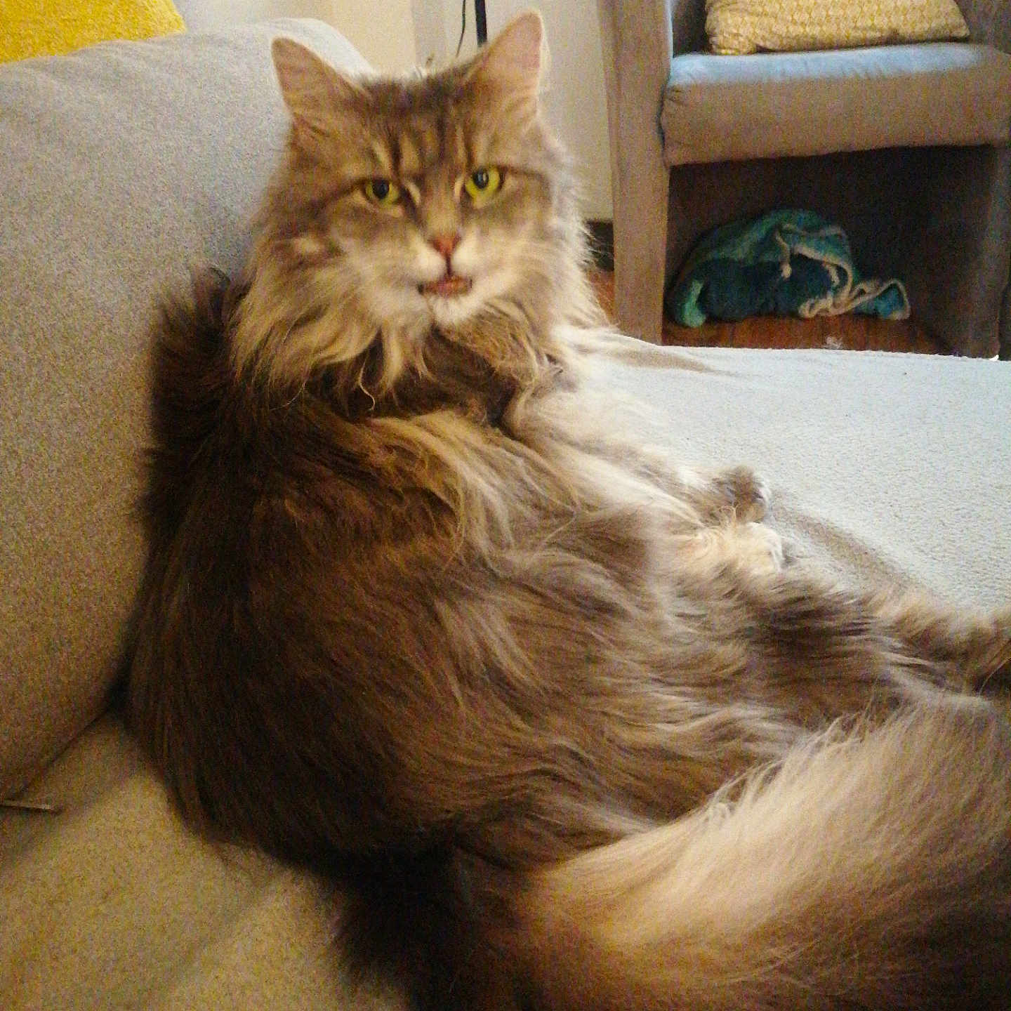 Chanel a rejoint le concours — aidez-le/la à gagner de superbes lots ! animal, architecture, building, cat, chair, couch, cushion, furniture, homedecor, indoors, interiordesign, kitten, linen, livingroom, manx, person, pet, room, sleeping, wood