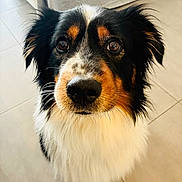 Rocky participe au concours pour gagner de l'argent avec cette photo : animal, black, brown, close_up, companion, cute, dog, ears, eyes, floor, fluffy, fur, indoor, nose, pet, portrait, tile, tricolor, waiting, white