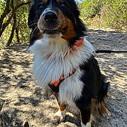 Rocky participe au concours pour gagner de l'argent avec cette photo : dog, outdoor, nature, rock, tree, leash, harness, sunlight, fur, portrait, pet, canine, happy, animal, forest, smile, daylight, walking, adventure, closeup