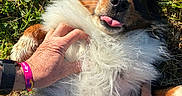 Rocky a rejoint le concours — aidez-le/la à gagner de superbes lots ! dog, fluffy, grass, outdoor, pet, belly_rub, happy, tongue_out, hand, fur, playful, animal, nature, sunlight, black_fur, white_fur, brown_fur, canine, relaxed, closeup