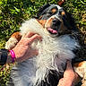 dog, fluffy, grass, outdoor, pet, belly_rub, happy, tongue_out, hand, fur, playful, animal, nature, sunlight, black_fur, white_fur, brown_fur, canine, relaxed, closeup