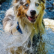 Akira participe au concours pour gagner de l'argent avec cette photo : dog, water, splash, blue_eyes, wet_fur, outdoor, rocks, nature, happy, playful, animal, canine, fur, running, energy, summer, daylight, excited, closeup, portrait