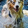dog, water, splash, blue_eyes, wet_fur, outdoor, rocks, nature, happy, playful, animal, canine, fur, running, energy, summer, daylight, excited, closeup, portrait