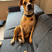 Maverick joined the competition — help win amazing prizes! blinds, bone_shaped, brown, collar, couch, curious, dog, door, floor, furniture, gray, home, indoor, light, looking, pet, seated, tag, treat, window