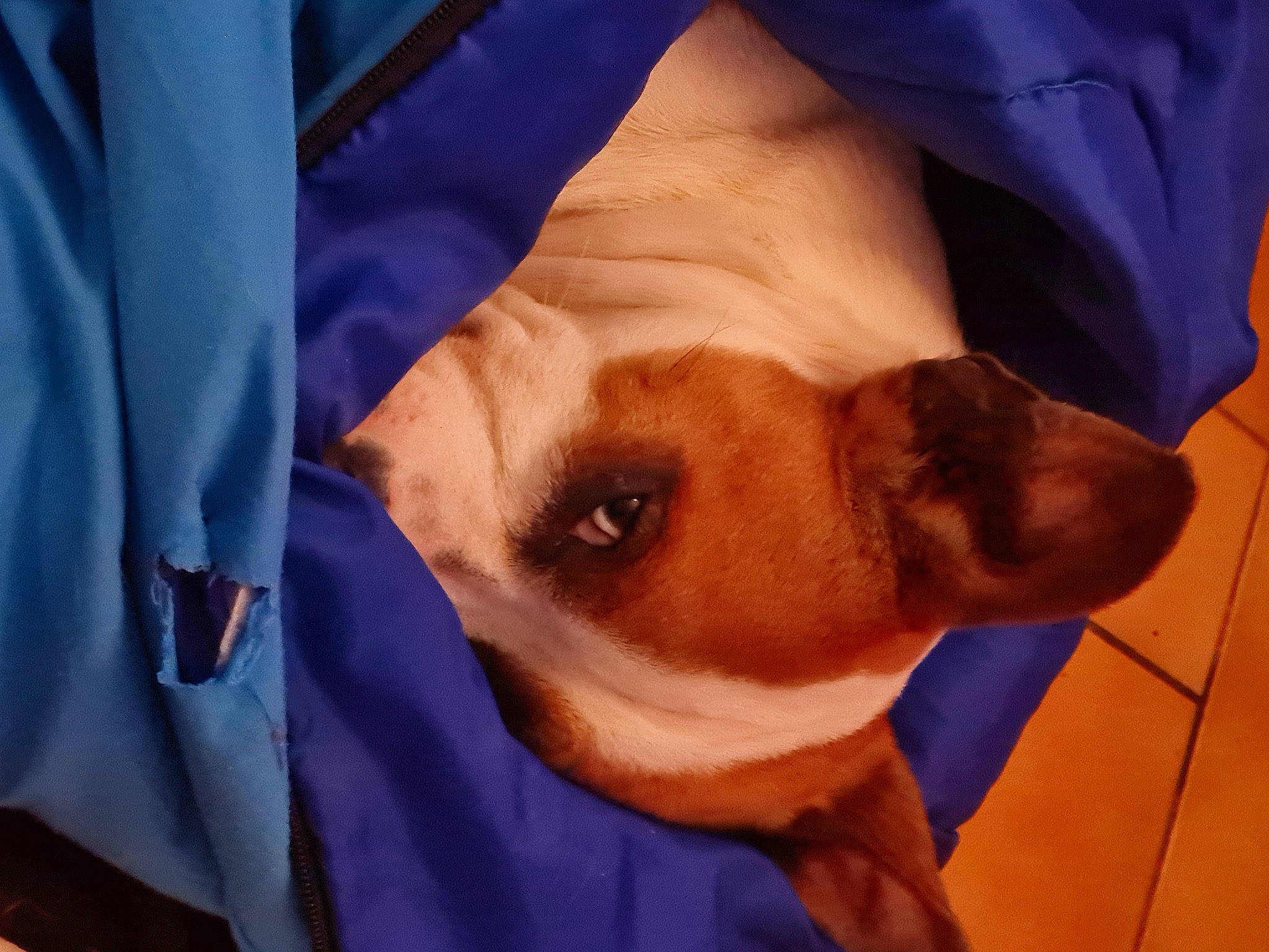 Liam a rejoint le concours — aidez-le/la à gagner de superbes lots ! canidae, carnivore, comfort, companion_dog, dog, dog_breed, electric_blue, facial_hair, fawn, fur, gesture, jaw, orange, sleeve, snout, sporting_group, sunglasses, whiskers, working_animal, wrinkle