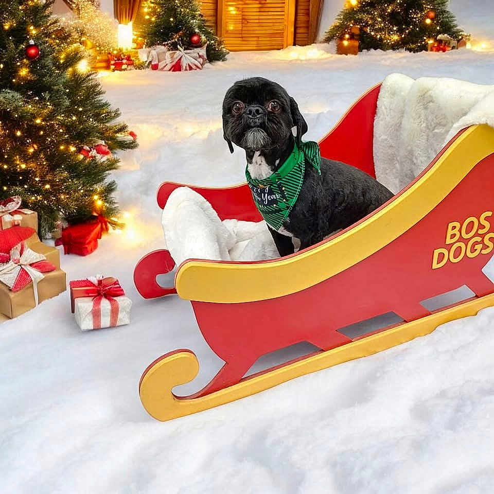 Rufus is registered to the contest to win money with this photo: animal, canine, christmas, christmasdecorations, dog, dogbed, festival, pet, puppy