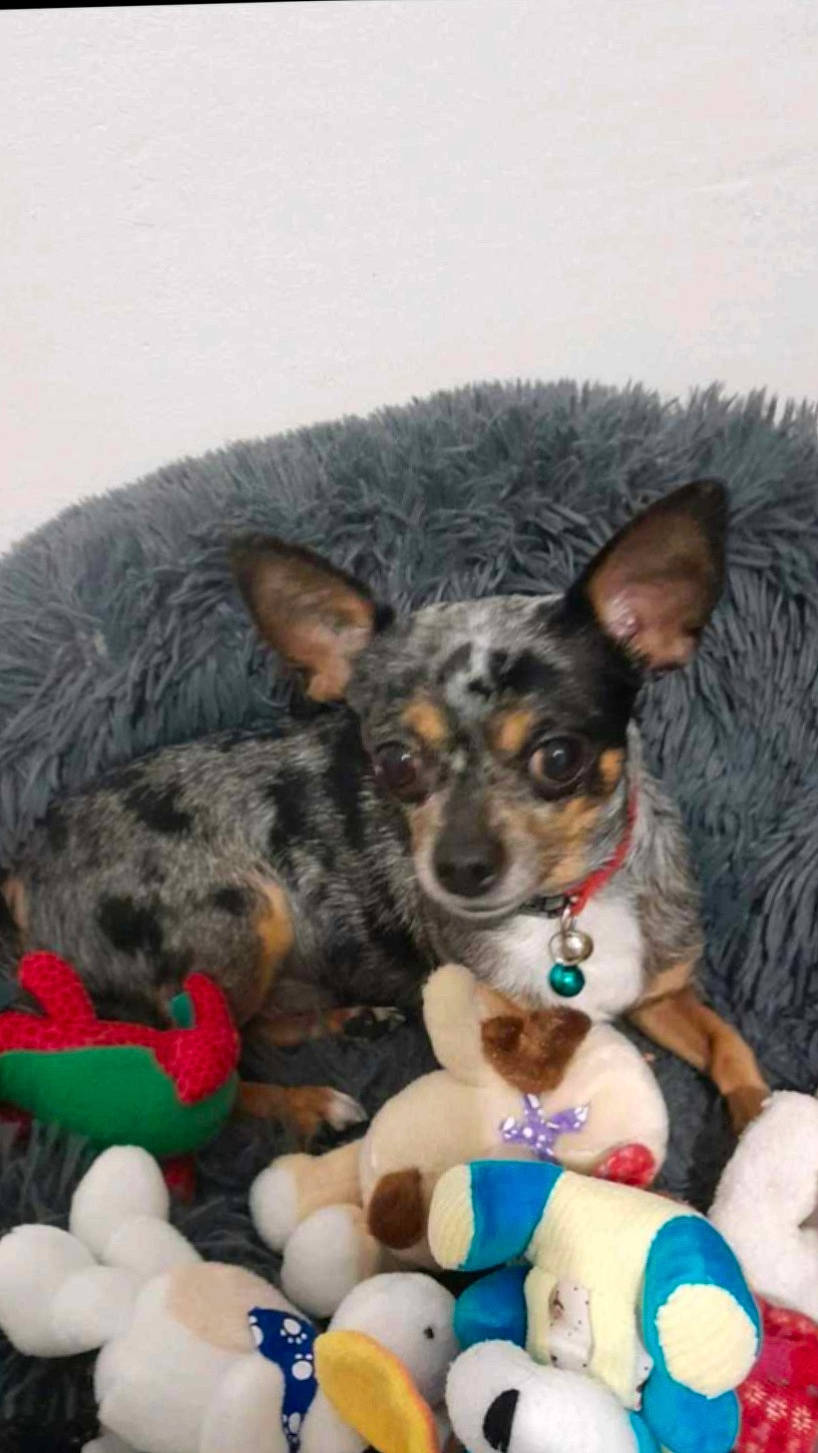 Limbo a rejoint le concours — aidez-le/la à gagner de superbes lots ! ball, canidae, carnivore, companion_dog, dog, dog_breed, dog_supply, dog_toy, fur, herding_dog, mammal, paw, puppy, snout, sporting_group, stuffed_toy, terrestrial_animal, toy, vertebrate, working_dog