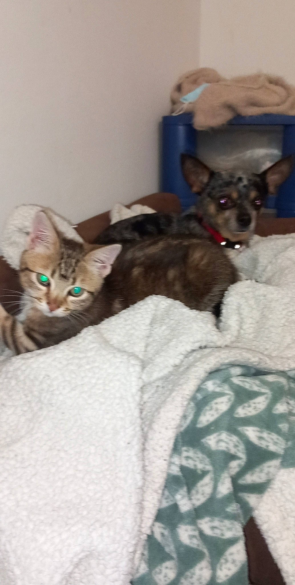 Limbo a rejoint le concours — aidez-le/la à gagner de superbes lots ! canidae, carnivore, cat, cat_supply, comfort, companion_dog, dog, dog_breed, dog_supply, domestic_short_haired_cat, fawn, felidae, fur, linens, mammal, small_to_medium_sized_cats, snout, tail, toy_dog, whiskers