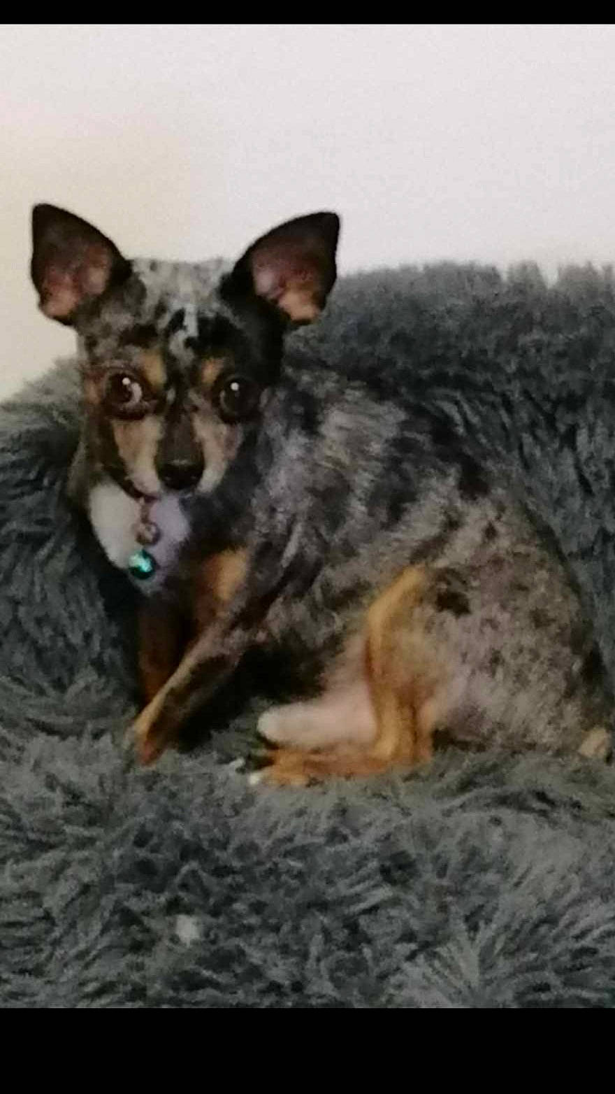 Limbo participe au concours pour gagner de l'argent avec cette photo : canidae, carnivore, companion_dog, dog, dog_breed, koolie, snout, sporting_group, terrestrial_animal, texas_heeler, toy_dog, whiskers, working_animal, working_dog