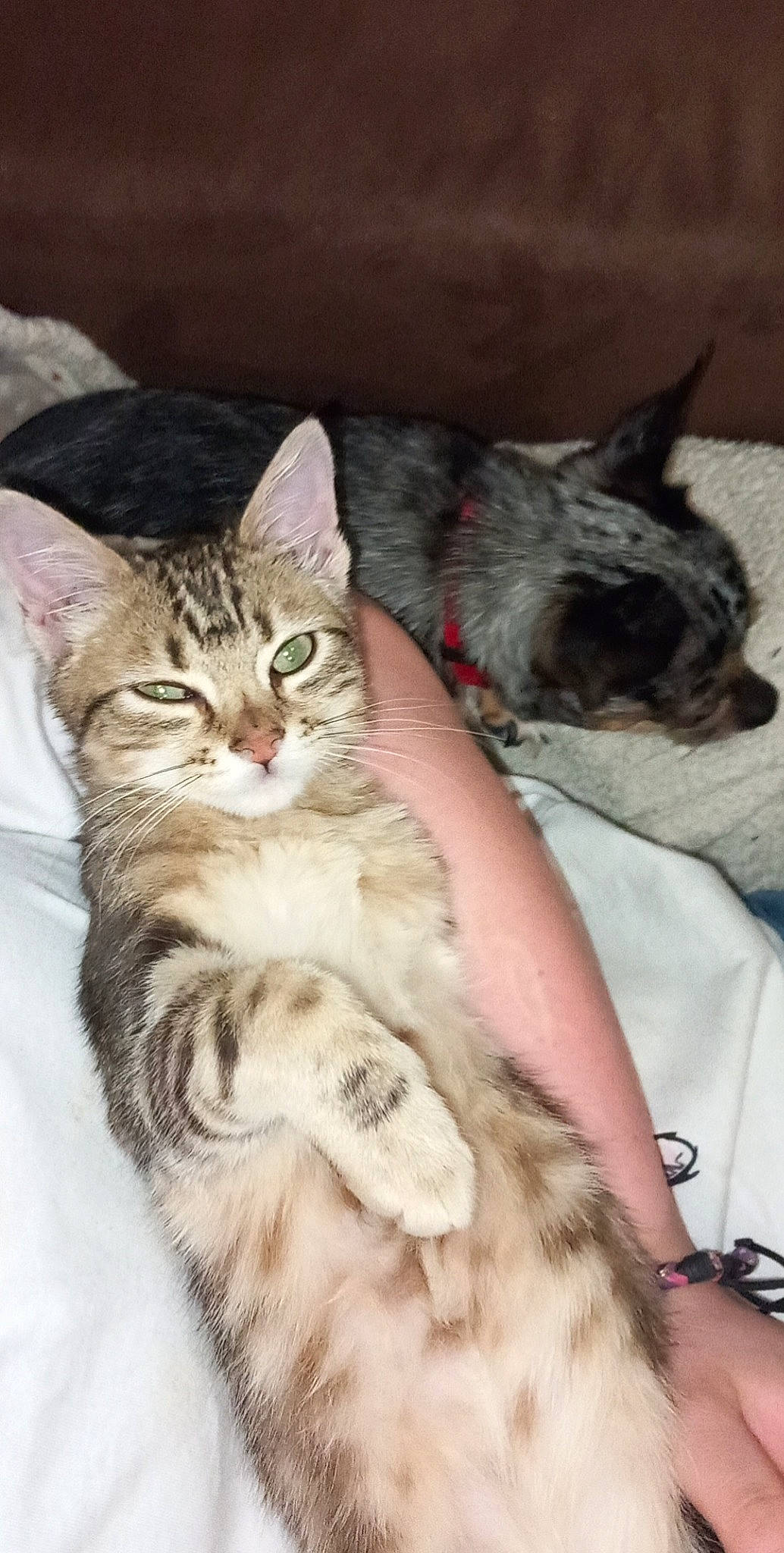 Mistouf participe au concours pour gagner de l'argent avec cette photo : carnivore, cat, claw, comfort, domestic_short_haired_cat, felidae, fur, paw, small_to_medium_sized_cats, tail, whiskers