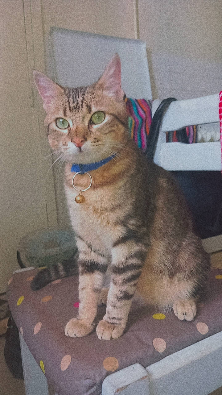 Mistouf a rejoint le concours — aidez-le/la à gagner de superbes lots ! carnivore, cat, felidae, fur, sitting, small_to_medium_sized_cats, snout, table, tail, terrestrial_animal, whiskers