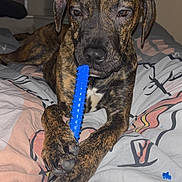 Rex joined the competition — help win amazing prizes! dog, brindle, pet, toy, blue_toy, bed, blanket, indoor, paw, animal, canine, relaxed, sleepy, fur, closeup, muzzle, snout, claws, comfort, domestic