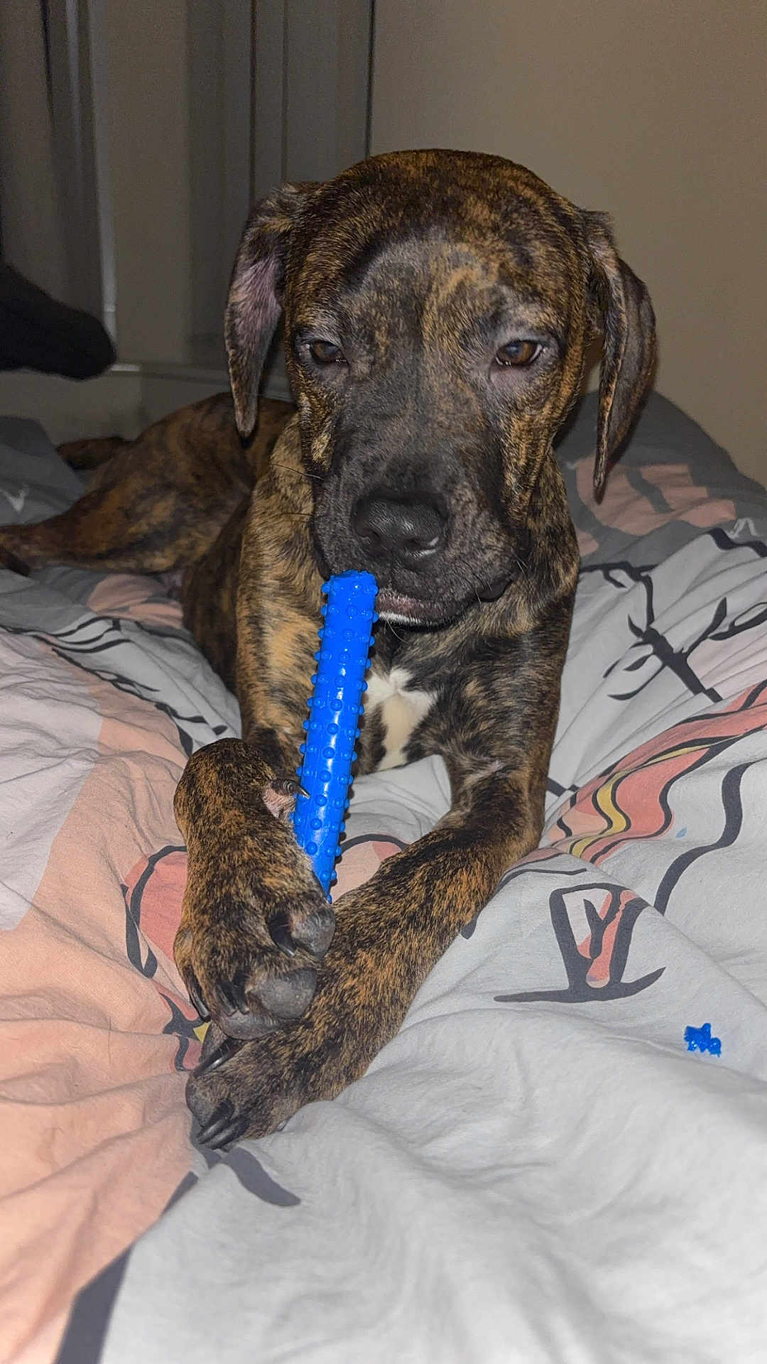 Rex joined the competition — help win amazing prizes! dog, brindle, pet, toy, blue_toy, bed, blanket, indoor, paw, animal, canine, relaxed, sleepy, fur, closeup, muzzle, snout, claws, comfort, domestic