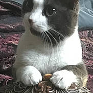 Cass joined the competition — help win amazing prizes! animal, bed, bedroom, black_and_white, blanket, blue_eyes, cat, ears, fur, indoors, morning, ornate_box, paws, pet, photograph, portrait, sitting, tuxedo_cat, whiskers, wooden_furniture