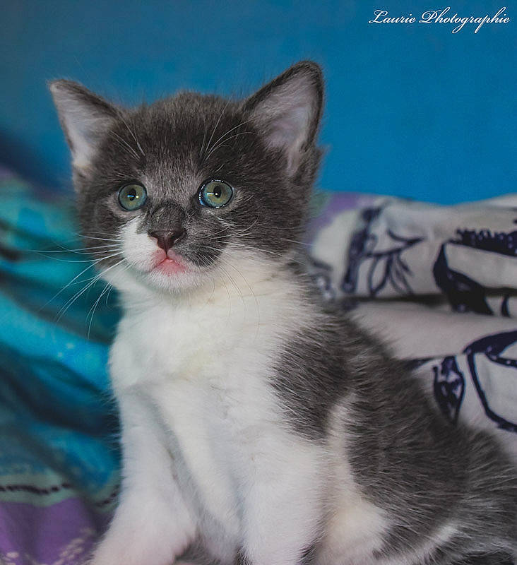 Dina participe au concours pour gagner de l'argent avec cette photo : aegean_cat, american_wirehair, asian, carnivore, cat, domestic_short_haired_cat, felidae, kitten, mammal, ojos_azules, photo_caption, polydactyl_cat, small_to_medium_sized_cats, snout, vertebrate, whiskers