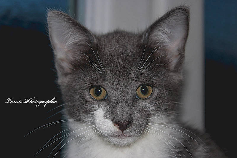 Dina participe au concours pour gagner de l'argent avec cette photo : aegean_cat, asian, carnivore, cat, domestic_short_haired_cat, ear, eye, felidae, fur, iris, kitten, mammal, nebelung, norwegian_forest_cat, ojos_azules, small_to_medium_sized_cats, snout, turkish_angora, vertebrate, whiskers