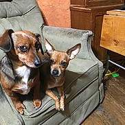 Kush is registered to the contest to win money with this photo: dog, small_dog, pet, animal, brown_dog, chair, armchair, furniture, indoor, wooden_floor, cabinet, curious, companion, two_dogs, closeup, domestic_animal, ears, paws, cute, resting