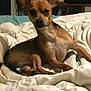 dog, small_dog, pet, indoors, blanket, brown_dog, bed, resting, ears, fur, canine, animal, cozy, portrait, comfort, household, relaxed, photograph, background, frame