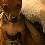 puppy, dog, brown, close_up, blanket, cozy, ears, indoor, pet, cute, small, animal, fur, young, resting, soft, warm, curious, companion, comfort