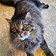 Camo joined the competition — help win amazing prizes! cat, tabby, fluffy, pet, animal, whiskers, golden_eyes, floor, tile, curious, portrait, feline, domestic_cat, fur, indoor, mammal, closeup, looking_up, relaxed, cute