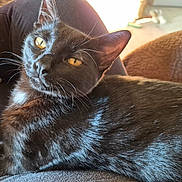 Clyde is registered to the contest to win money with this photo: cat, black_cat, pet, animal, feline, fur, whiskers, eyes, indoor, lap, relaxed, sunlight, cozy, comfort, closeup, mammal, domestic, resting, person, home