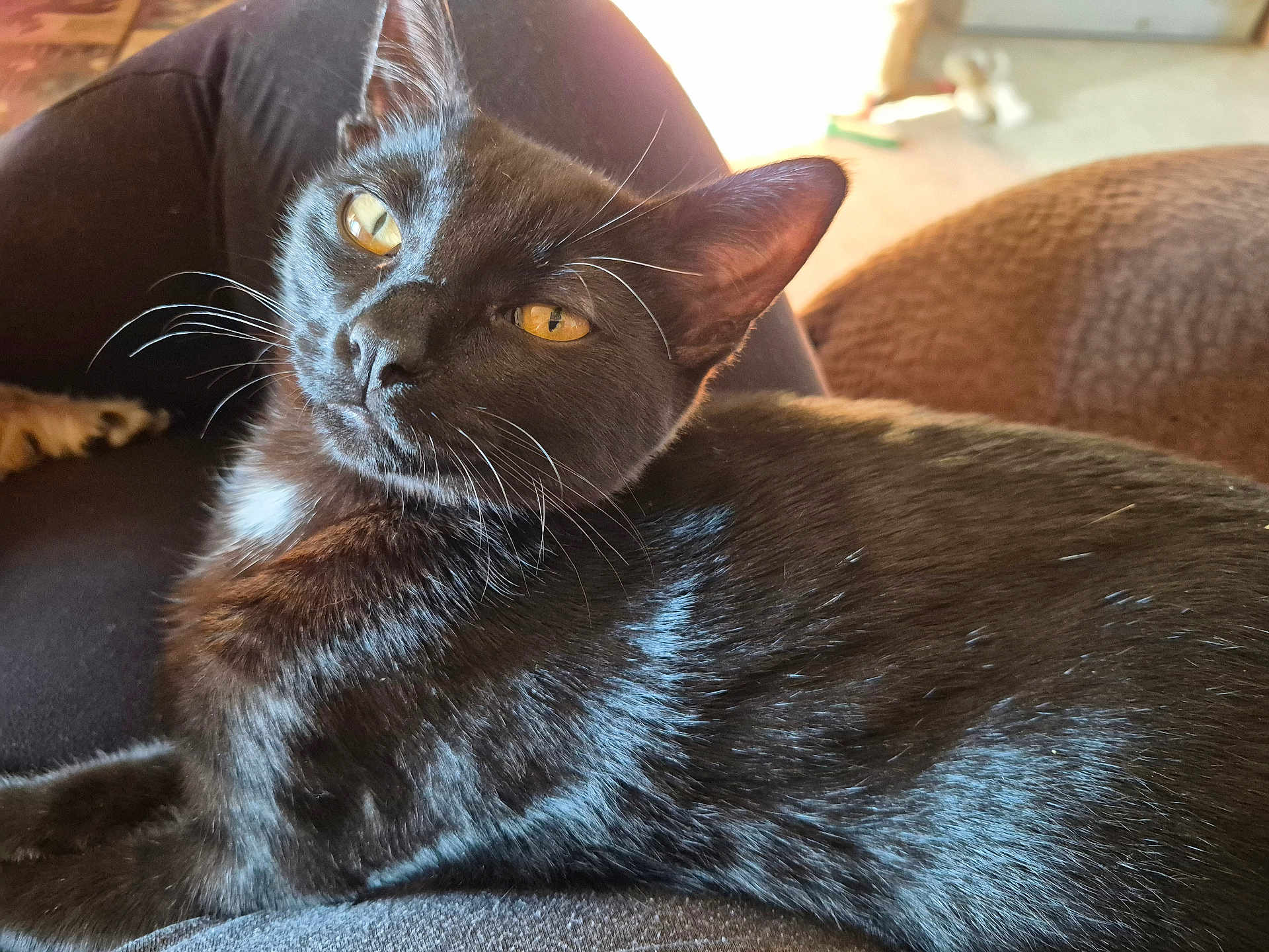 Clyde is registered to the contest to win money with this photo: cat, black_cat, pet, animal, feline, fur, whiskers, eyes, indoor, lap, relaxed, sunlight, cozy, comfort, closeup, mammal, domestic, resting, person, home