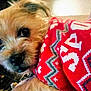 Archie is registered to the contest to win money with this photo: dog, small_dog, close_up, fur, red_sweater, patterned_sweater, cozy, cute, pet, animal, indoors, curious, eyes, face, snout, portrait, warm, domestic_animal, furry, companion