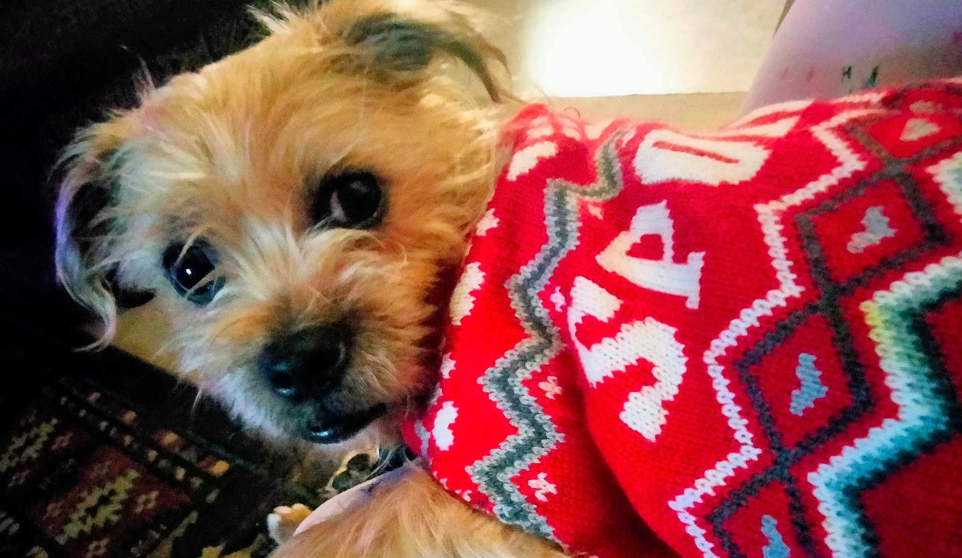 Archie is registered to the contest to win money with this photo: dog, small_dog, close_up, fur, red_sweater, patterned_sweater, cozy, cute, pet, animal, indoors, curious, eyes, face, snout, portrait, warm, domestic_animal, furry, companion