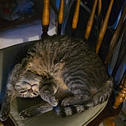 Tuna Two joined the competition — help win amazing prizes! animal, cats, chair, cozy, cuddling, curled_up, feline, fur, furniture, home, indoor, kitten, nap, pet, portrait, relaxed, sleeping, striped_fur, tabby_cats, upside_down