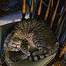 animal, cats, chair, cozy, cuddling, curled_up, feline, fur, furniture, home, indoor, kitten, nap, pet, portrait, relaxed, sleeping, striped_fur, tabby_cats, upside_down