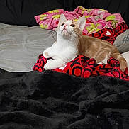 Smokey joined the competition — help win amazing prizes! bed, blanket, cat, cozy, curious, cushion, cute, domestic_animal, feline, fur, indoor, looking_up, orange_and_white, pet, pink_blanket, red_blanket, relaxed, resting, soft_texture, whiskers