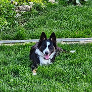 Luna a rejoint le concours — aidez-le/la à gagner de superbes lots ! dog, border_collie, grass, garden, plants, rocks, outdoor, pet, animal, canine, happy, tongue_out, fur, ears, nature, greenery, laying_down, smiling, daylight, playful