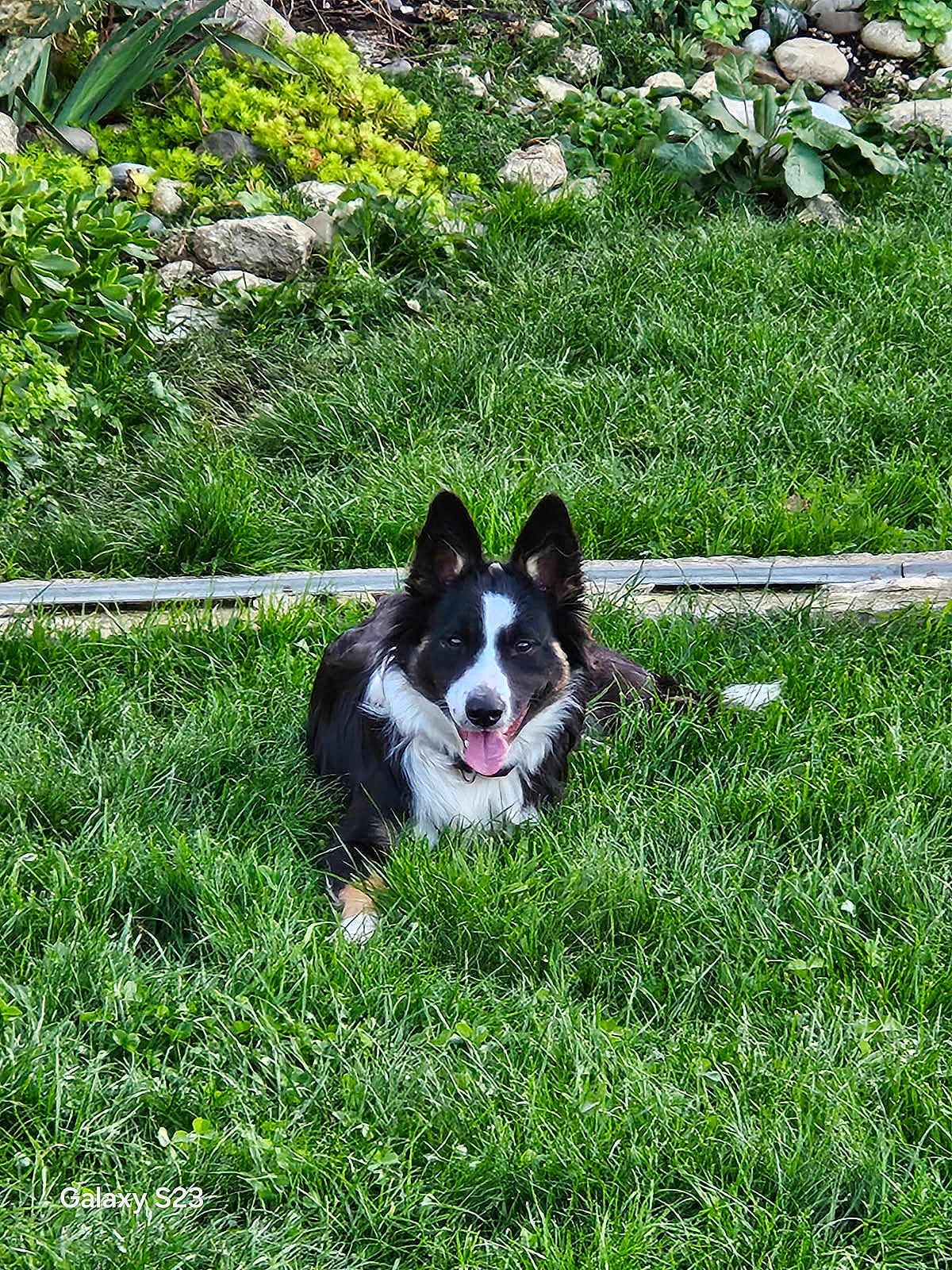 Luna a rejoint le concours — aidez-le/la à gagner de superbes lots ! dog, border_collie, grass, garden, plants, rocks, outdoor, pet, animal, canine, happy, tongue_out, fur, ears, nature, greenery, laying_down, smiling, daylight, playful