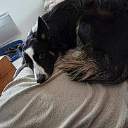 Luna a rejoint le concours — aidez-le/la à gagner de superbes lots ! animal, bed, black_and_white, blanket, canine, cozy, cute, dog, ears, face, fur, household, indoor, looking, pet, pillow, relaxing, resting, soft, tail